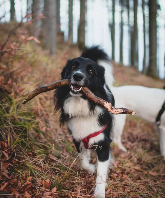 A playful dog in the Vermont forest landscape during the fall season.